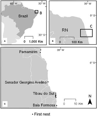 Decoding the internesting movements of marine turtles using a fine-scale behavioral state approach
